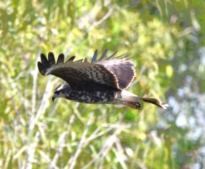 Banded Snail Kite