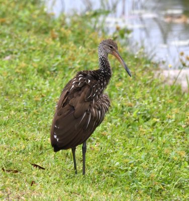 We walked the tram trail at the Shark Valley Visitor Center and this Limpkin was one of the first birds we saw.