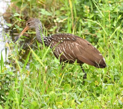Limpkin at Shark Valley Visitor Center, Everglades National Park, FL