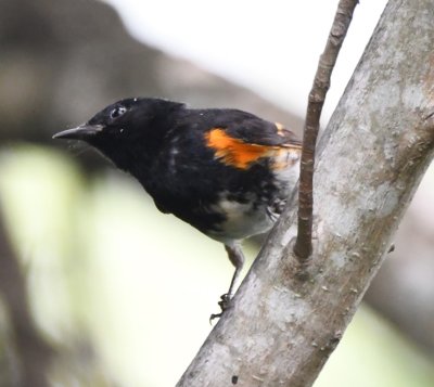 Male American Redstart
