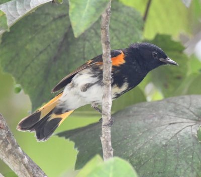 Male American Redstart
