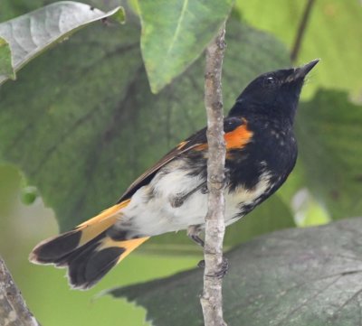 Male American Redstart