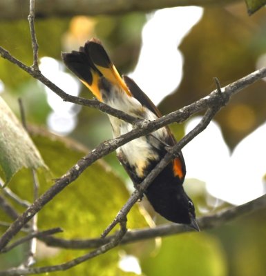 Male American Redstart