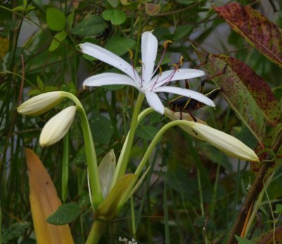 The white flower with another camera