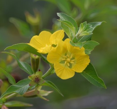 Yellow wildflowers