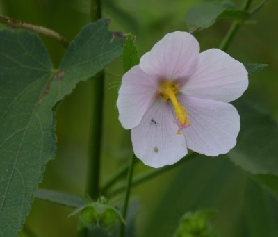 Pink hibiscus-type flower
