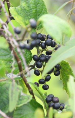A blue-black berry