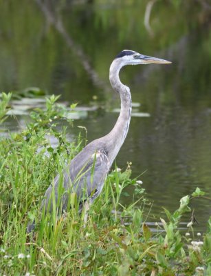 Great Blue Heron