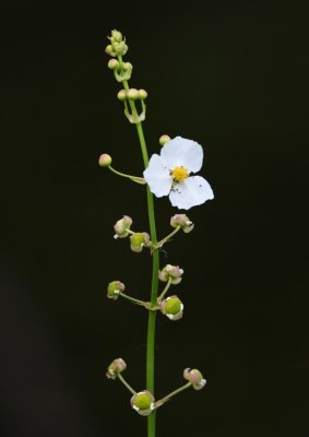 White wildflower