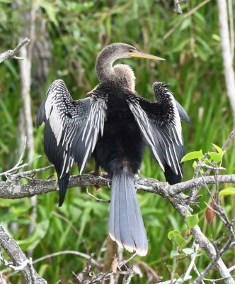 Adult female Anhinga with wings spread to dry