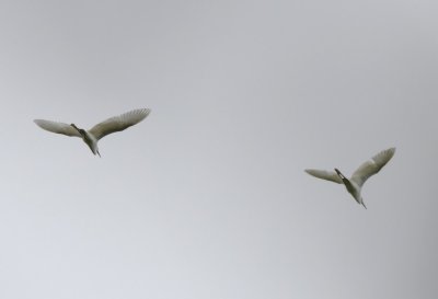 Two Snowy Egrets flying over