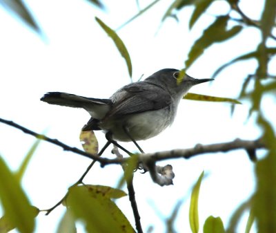 Mary doesn't have a note about it and I don't have it in my eBird list, but this looks like a Blue-gray Gnatcatcher to me.