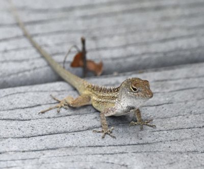 Lizard on the boardwalk
