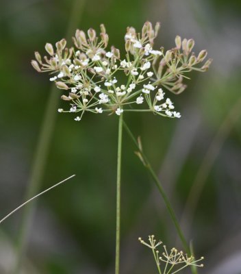 Wildflower