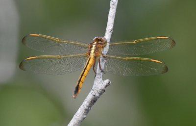 Dragonfly