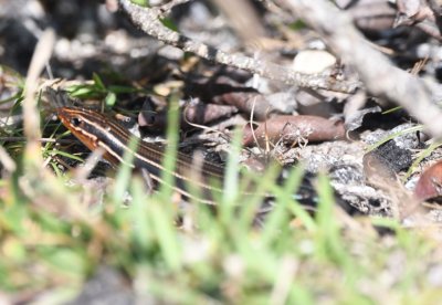 Southwestern Fine Line Skink