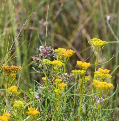Wildflowers