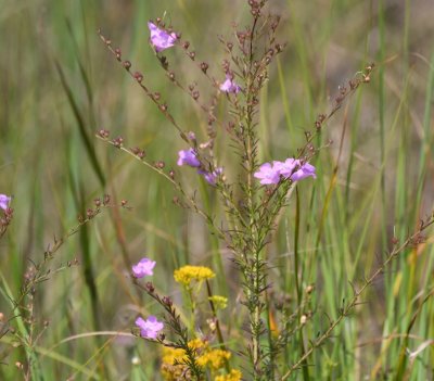 Wildflowers