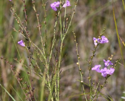 Wildflowers