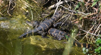 At the end of the trail, we found a bunch of baby alligators about 12-14 long clambering over each other.