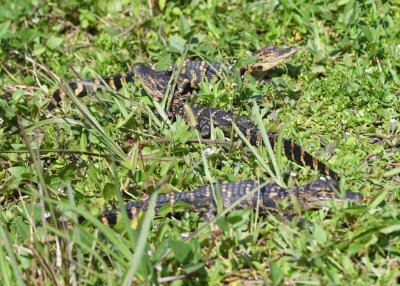 Baby alligators