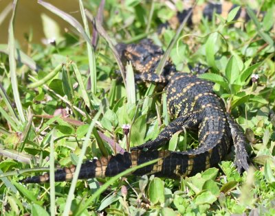 Baby alligator