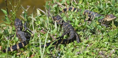 Baby alligators