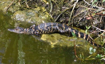 Baby alligator getting into the water