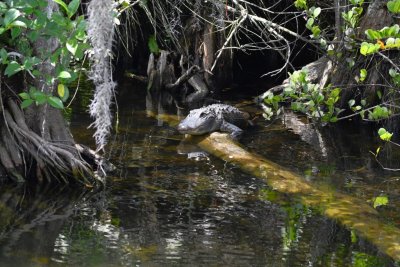 One of several alligators lounging at Sweetwater Slough.