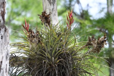 Epiphytes