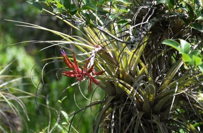 Epiphytes