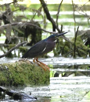 Green Heron