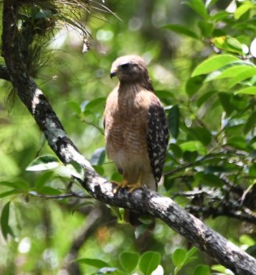We heard this Red-shouldered Hawk calling before someone spotted it sitting over the slough.