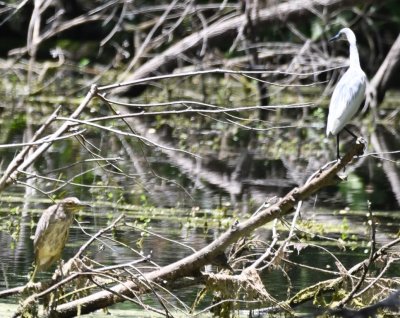 Juvenile Black-crowned Night-Heron and juvenile Little Blue Heron