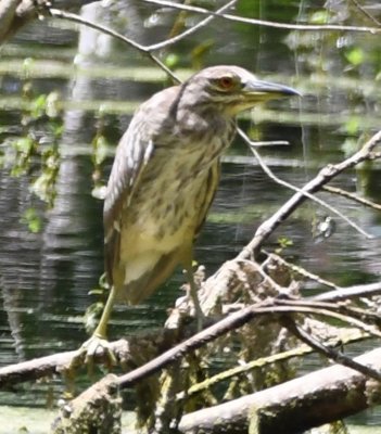 Closer look at the juvenile Black-crowned Night-Heron