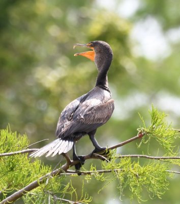 From the post office, we started back east and stopped at the Oasis Visitor Center in Big Cypress National Preserve. There was a short boardwalk and this Double-crested Cormorant was perched along it.