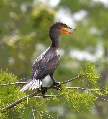 Double-crested Cormorant at Oasis Visitor Center in Big Cypress National Preserve