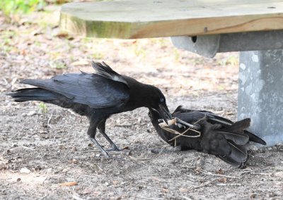 These crows were playing tug-of-war with a twig under a park bench and one of them was rolling around on the ground.