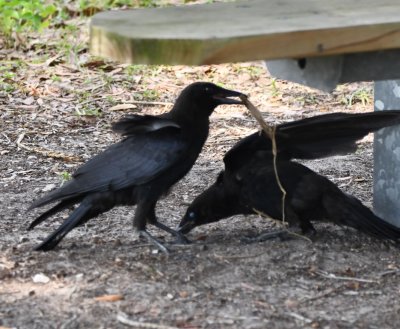 American Crows