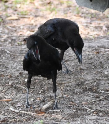 American Crows