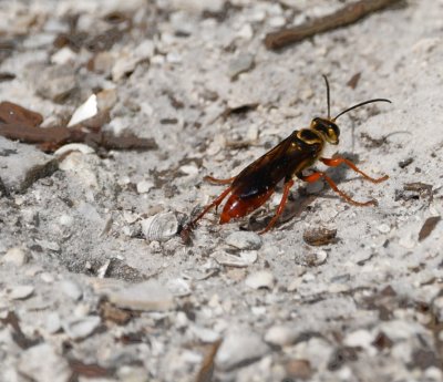 This burrowing wasp was going into, then covering up, a hole in the sand.