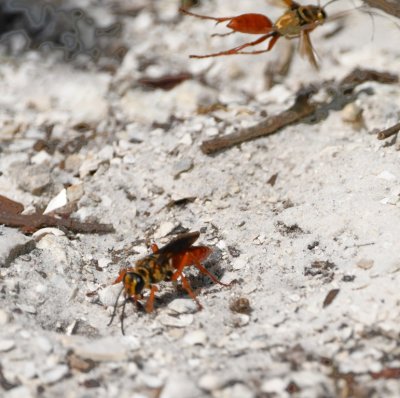 The burrowing wasp had probably left an egg on its paralyzed prey before covering the hole with sand.