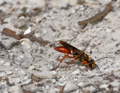 Burrowing wasp kicking sand over its burrow.