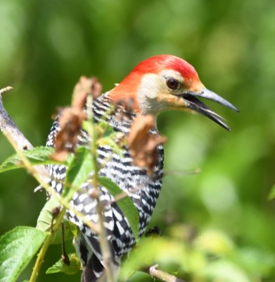 Red-bellied Woodpecker