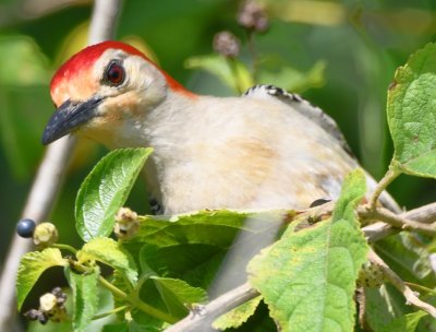 Red-bellied Woodpecker seemed interested in the seed heads on this lantana-like plant.