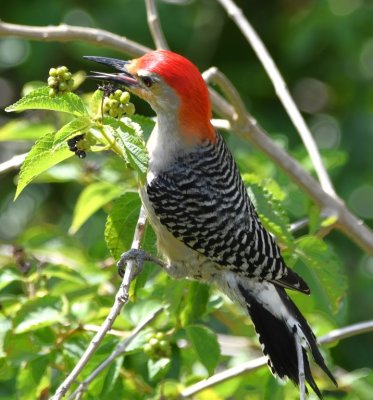 Male Red-bellied Woodpecker at Oasis Visitor Center, Big Cypress National Preserve, FL