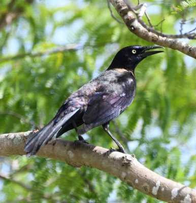 Boat-tailed Grackle