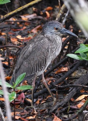 We didn't find the cuckoo, but we did find this immature Yellow-crowned Night-Heron