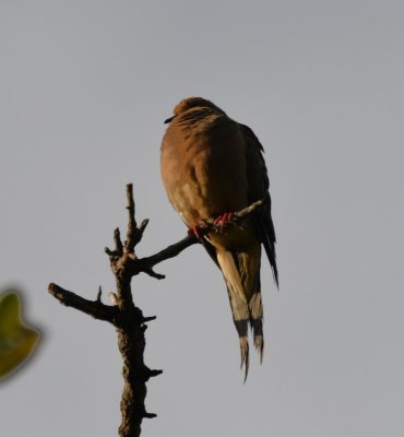 And this Mourning Dove puffed up against the cool and rain.
