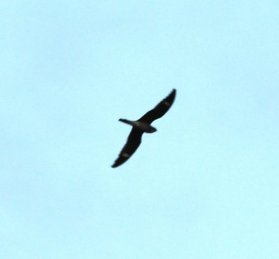 Heading back to Florida City, we stopped along the road to view Common Nighthawks flying overhead.
